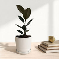 כד פסים לבן קוטר 13 + תחתית