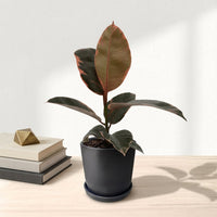 כד פסים שחור קוטר 13 + תחתית