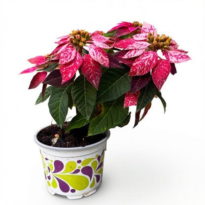 1-חלבלוב ורוד מגוון-nano.png.png