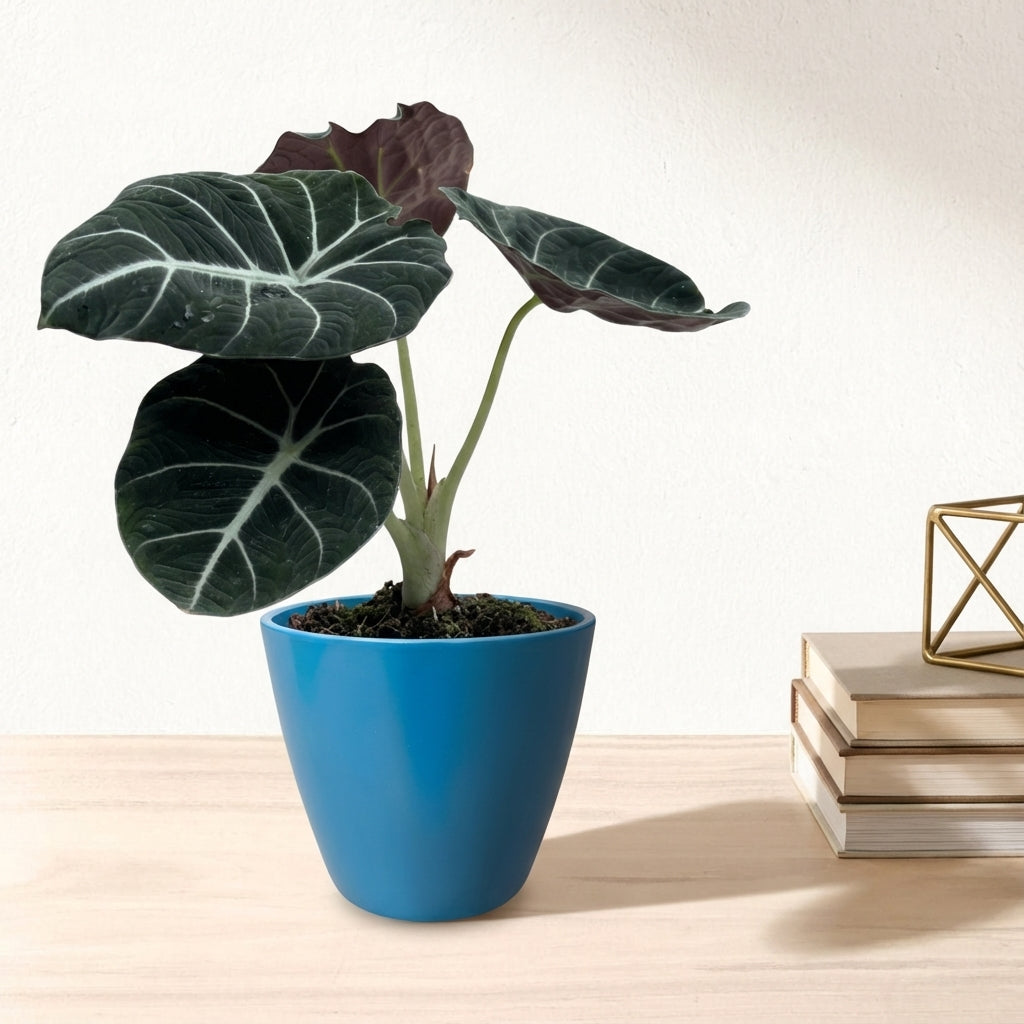 אלוקסיה בלק וולוט קוטר 12