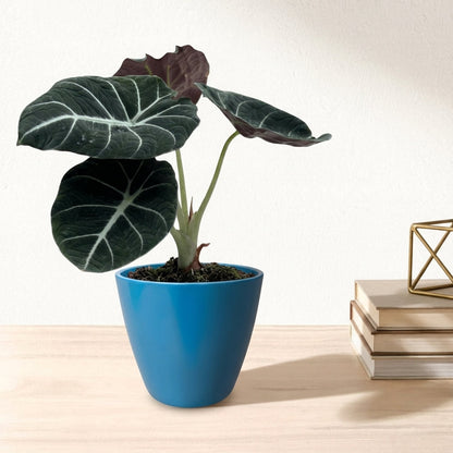 אלוקסיה בלק וולוט קוטר 12