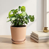 כד פסים שמנת קוטר 13 + תחתית