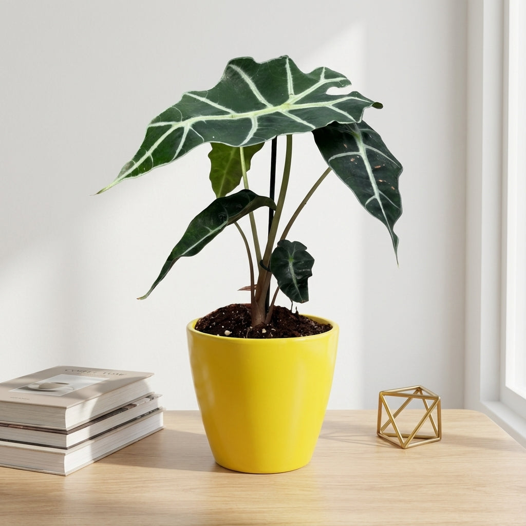 אלוקסיה פולי קוטר 12