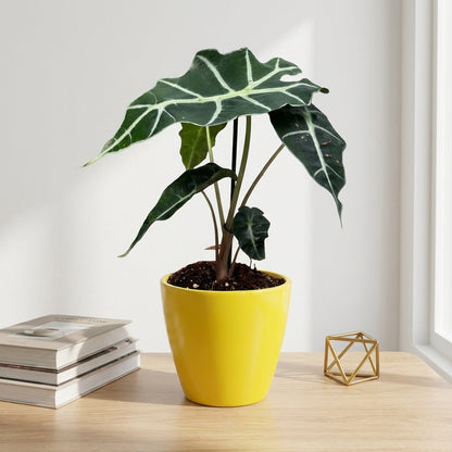 אלוקסיה פולי קוטר 12