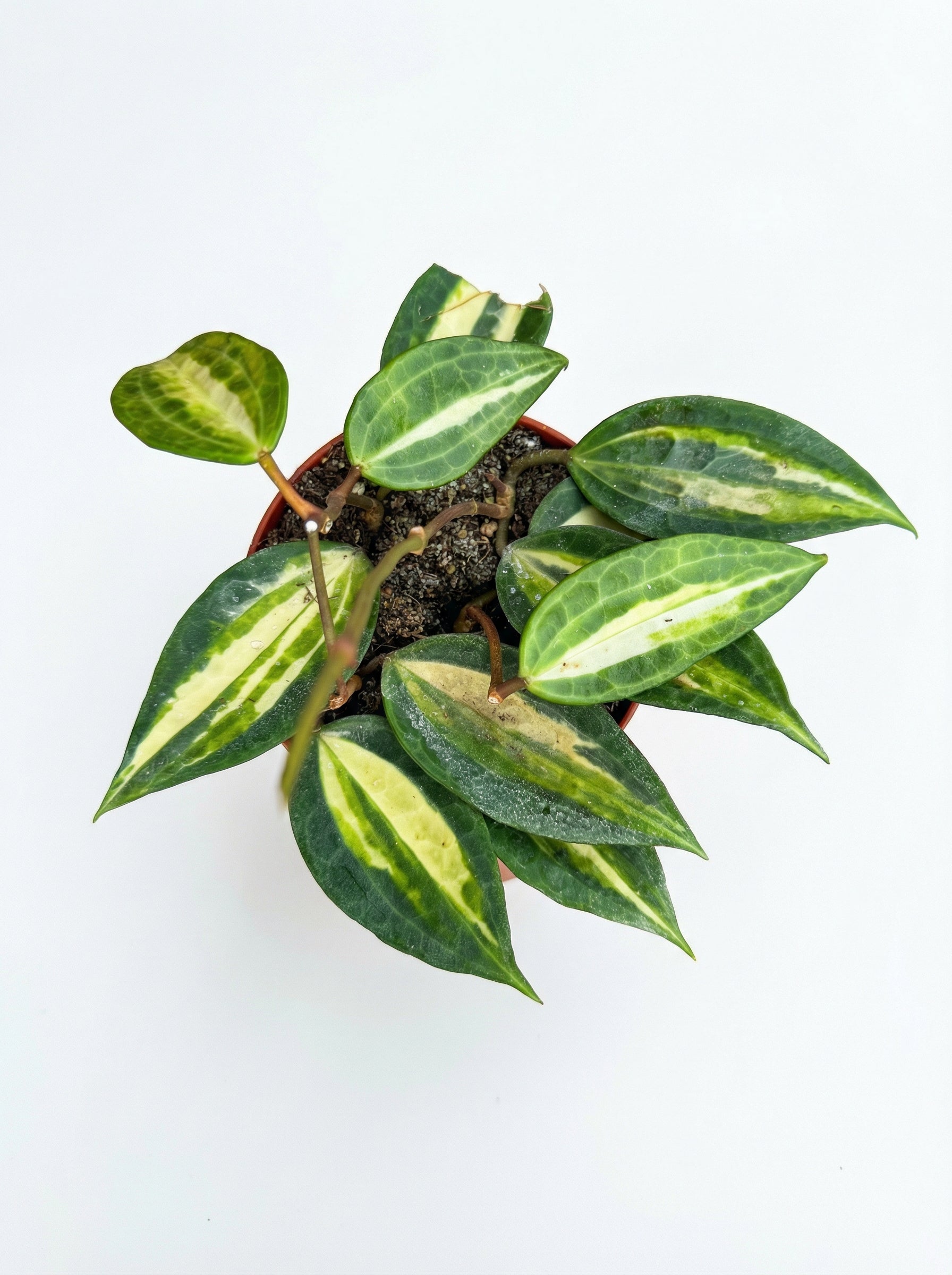 הויה פוט אוף גולד | בינוני-2-nan.png.png