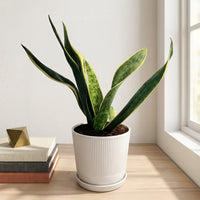 כד פסים לבן קוטר 13 + תחתית