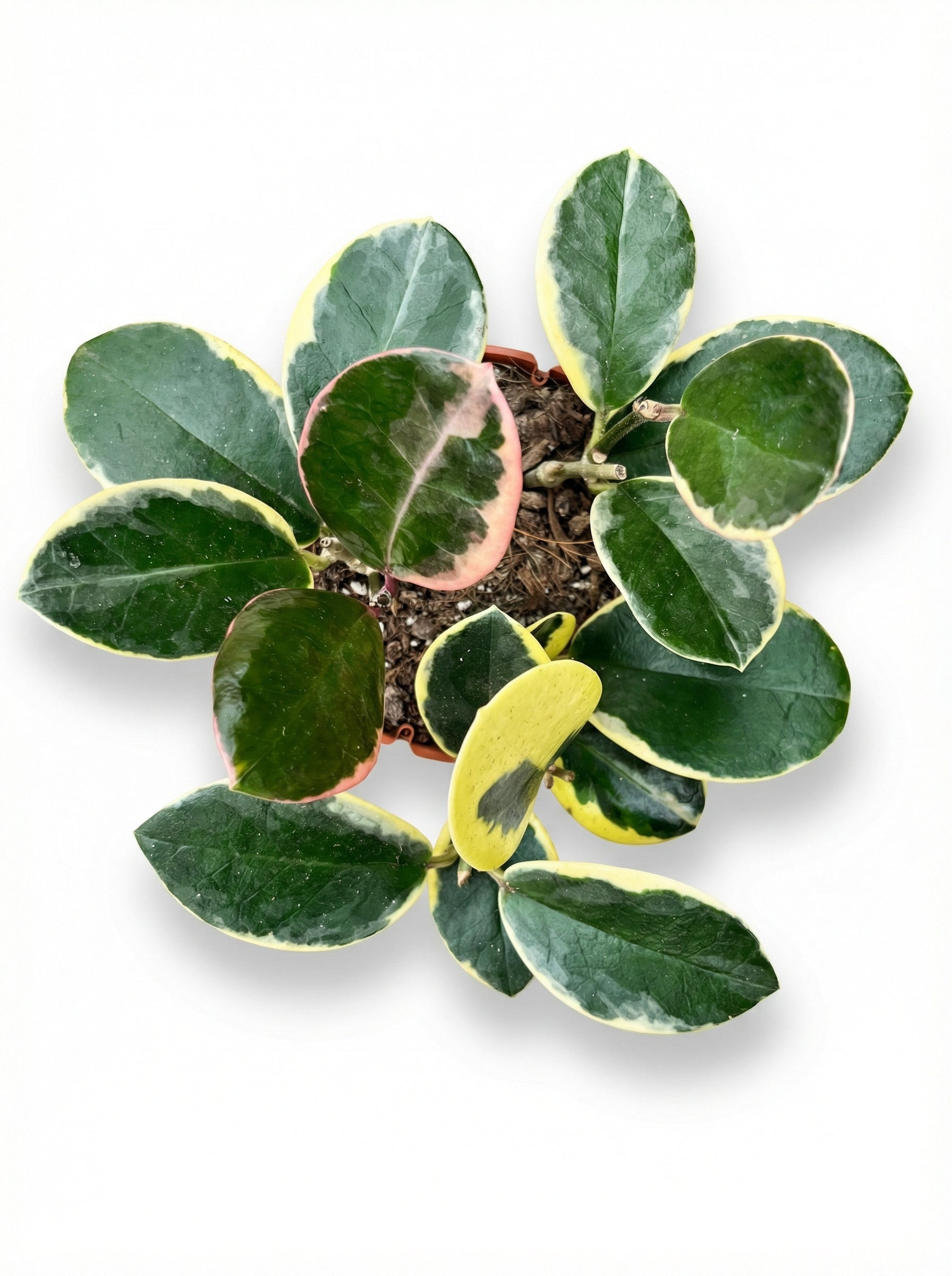 הויה אוסטרליס בלונדי | בינוני-2-nan.png.png