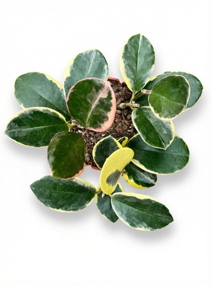 הויה אוסטרליס בלונדי | בינוני-2-nan.png.png