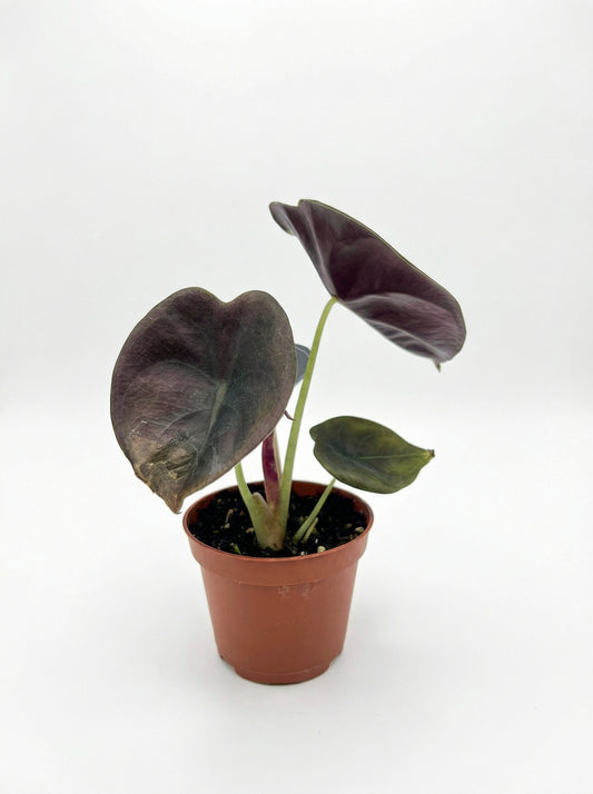 אלוקסיה רד סיקרט | בייבי-1-nan.png.png