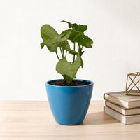 כד קרמיקה חלק כחול קוטר 13