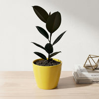 כד קרמיקה חלק צהוב קוטר 13