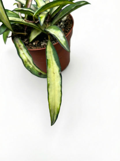 הויה וויטי טריקולור | קטן-3-nan.png.png