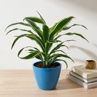 כד קרמיקה חלק כחול קוטר 13