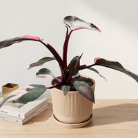 כד פסים שמנת קוטר 13 + תחתית