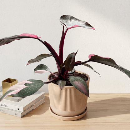 פילונדנדרון פינק פרינסס קוטר 12