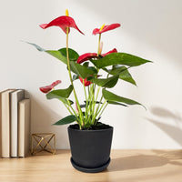 כד פסים שחור קוטר 13 + תחתית