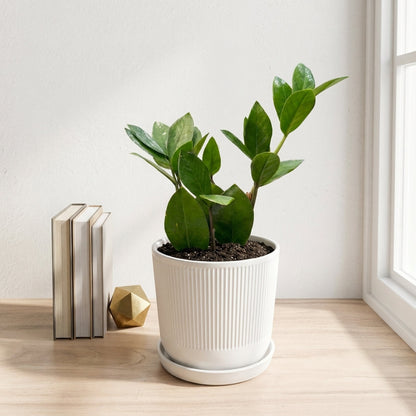 זמיה קוקוס עציץ 12