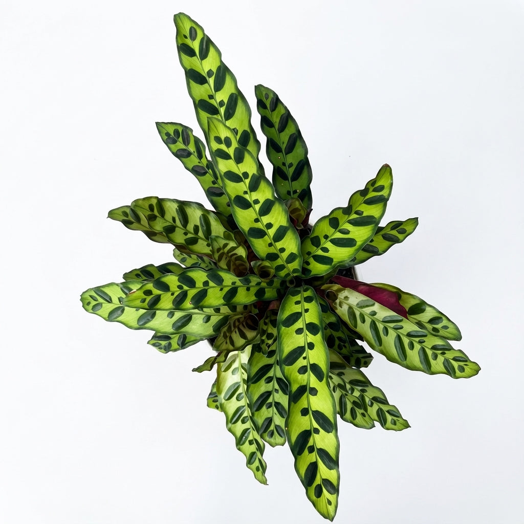 2-קלתאה אינסיגניס-nano.png.png