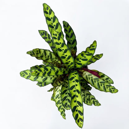 2-קלתאה אינסיגניס-nano.png.png