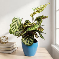 כד קרמיקה חלק כחול קוטר 13