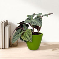 כד קרמיקה חלק ירוק קוטר 13