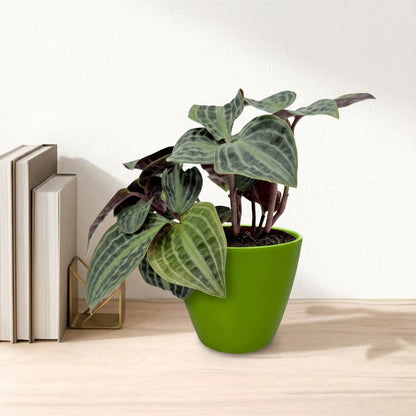 פפרומיה פואפיגיאיי