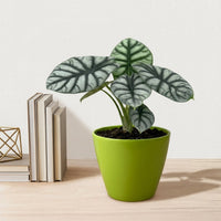 כד קרמיקה חלק ירוק קוטר 13