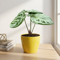 כד קרמיקה חלק צהוב קוטר 13