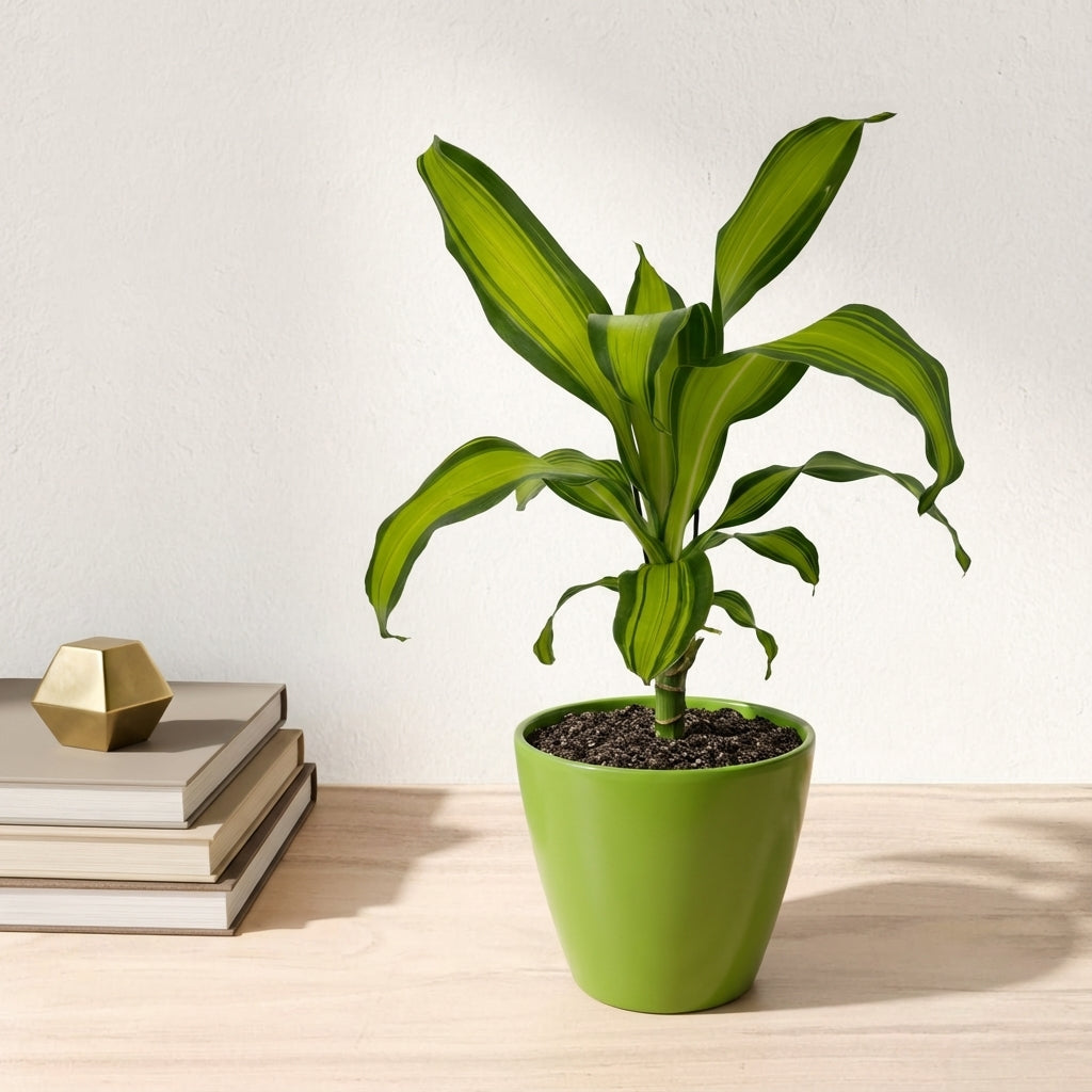 דרצנה מסינגה