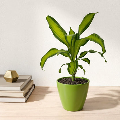 דרצנה מסינגה