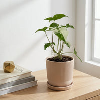 כד פסים שמנת קוטר 13 + תחתית