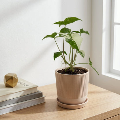 סינגוניום אלבו