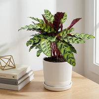 כד פסים לבן קוטר 13 + תחתית