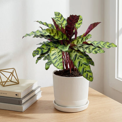 קלתאה אינסיגניס