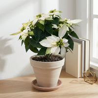 כד טרקוטה בהיר קוטר 16 + תחתית