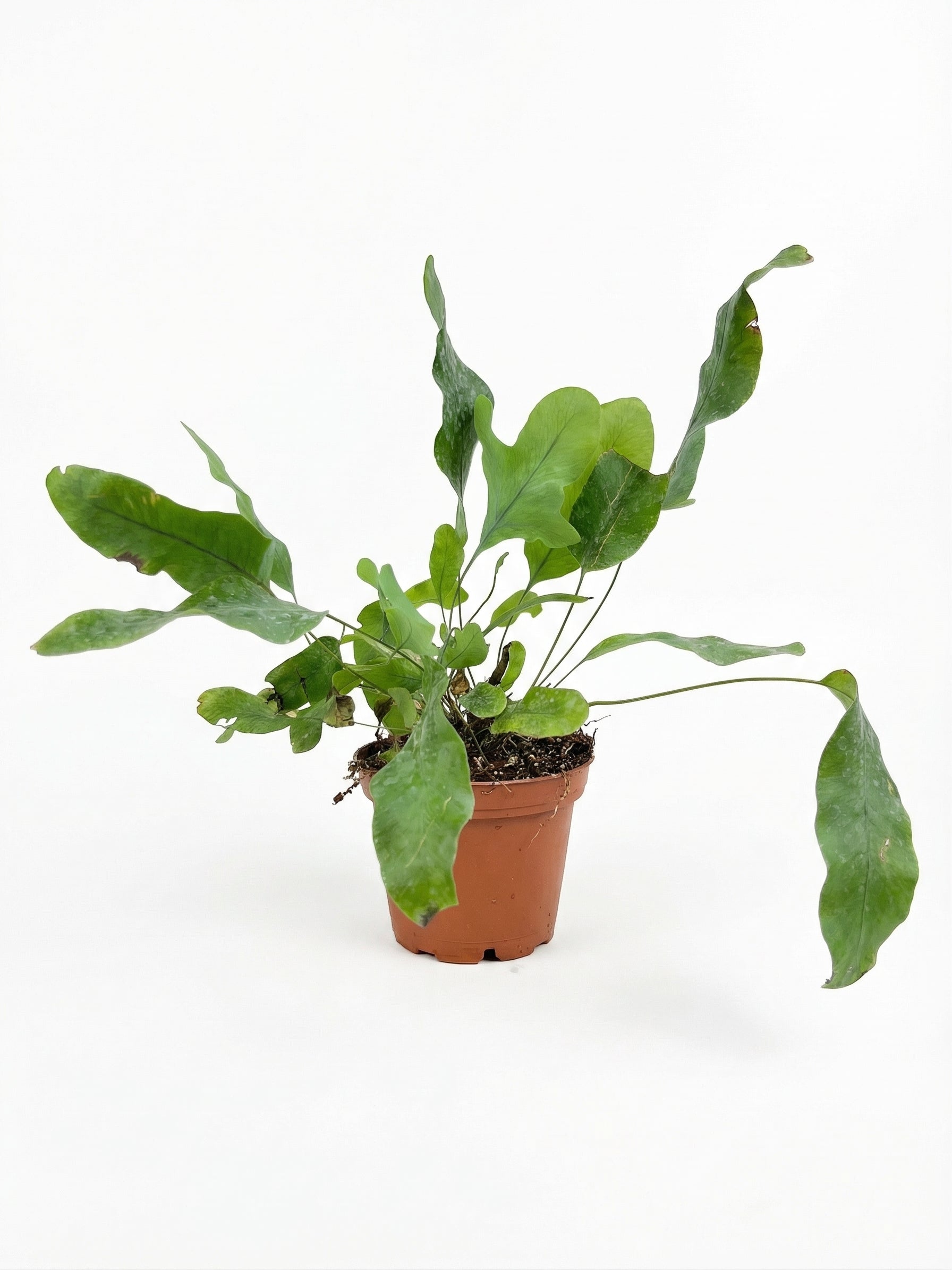 פלפודיום בלו סטאר | בייבי-1-nan.png.png