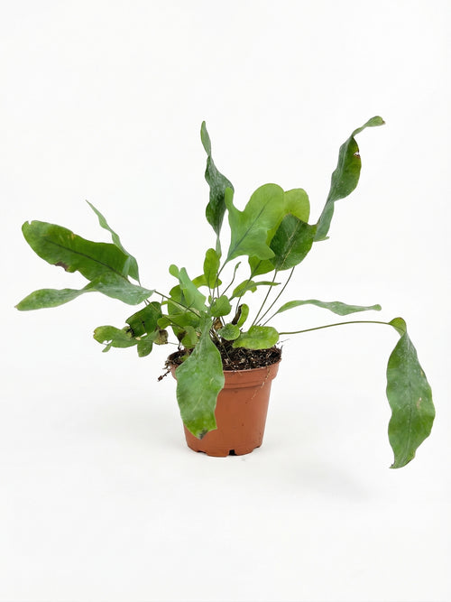 פלפודיום בלו סטאר | בייבי-1-nan.png.png