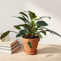 כד טרקוטה חום קוטר 15 + תחתית