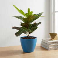 כד קרמיקה חלק כחול קוטר 13