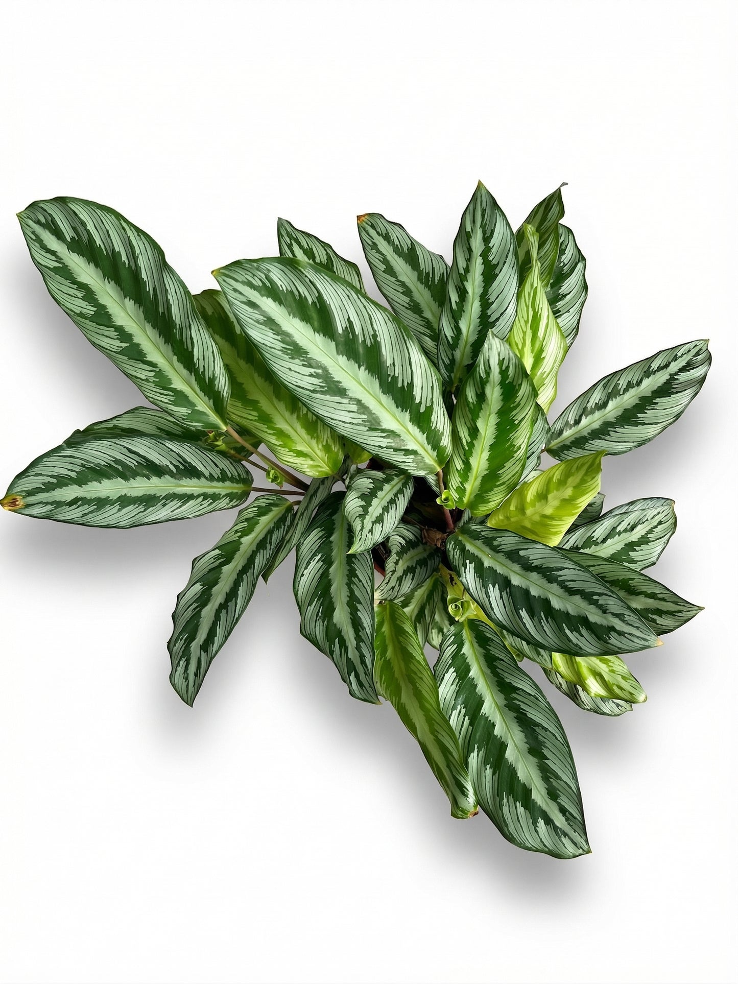 קלתיאה סילבר סטאר | בינוני-2-nan.png.png