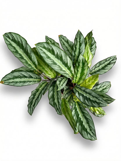 קלתיאה סילבר סטאר | בינוני-2-nan.png.png