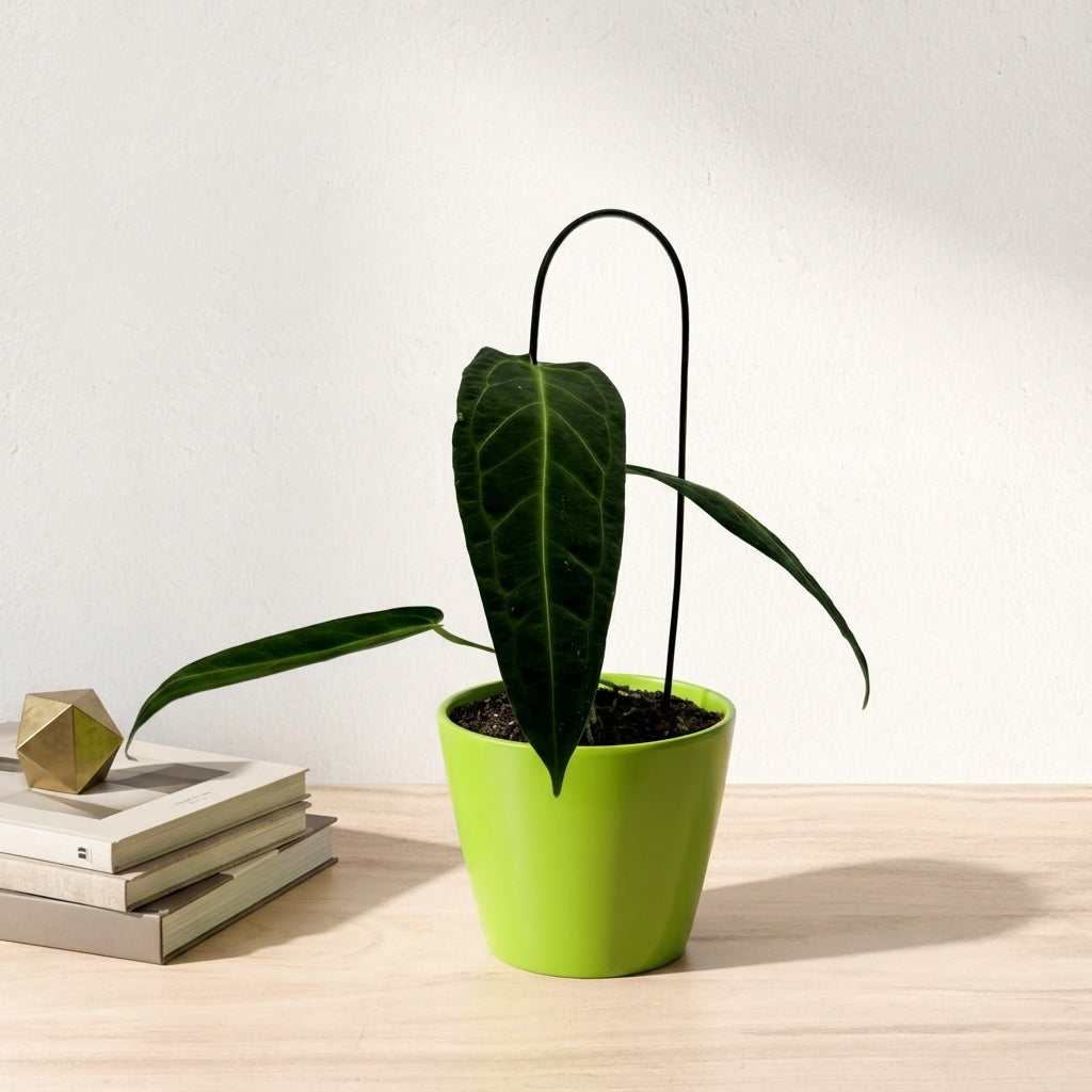 אנטוריום וורקואנום