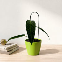 כד קרמיקה חלק ירוק קוטר 13