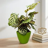 כד קרמיקה חלק ירוק קוטר 13