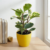 כד קרמיקה חלק צהוב קוטר 13