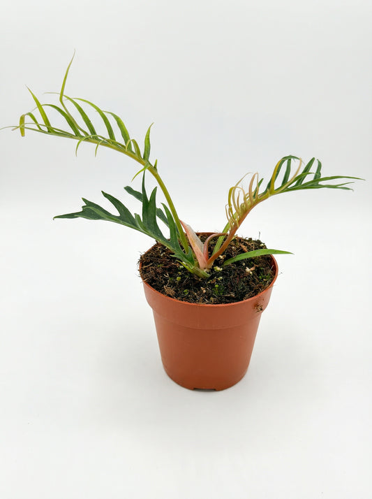 פילודנדרון טורטם | בינוני-1-nan.png.png