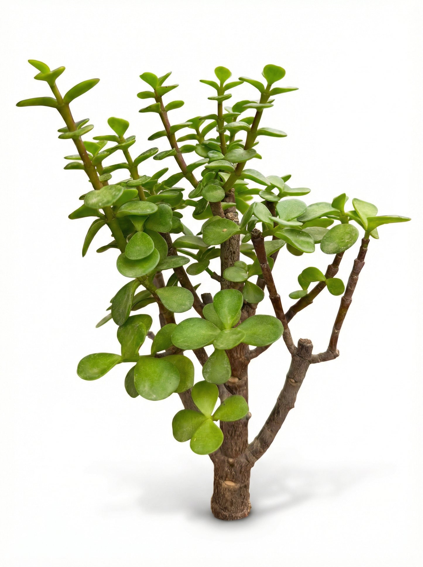 עץ הכסף | בינוני-3-nan.png.png