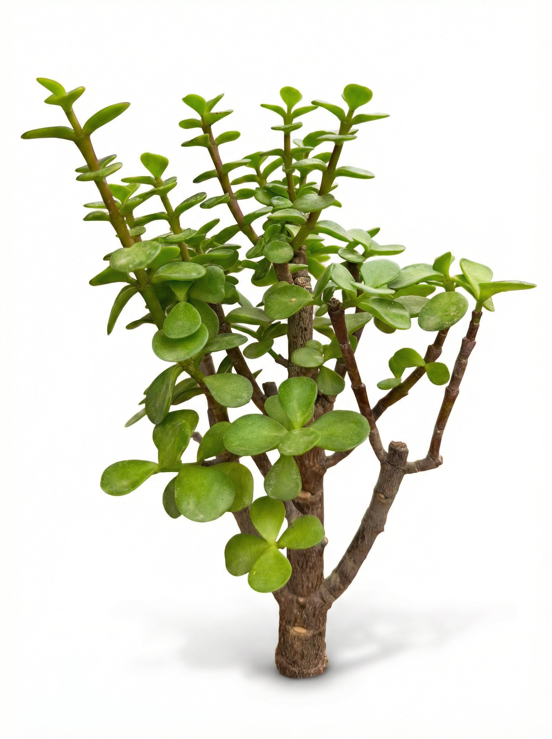 עץ הכסף | בינוני-3-nan.png.png