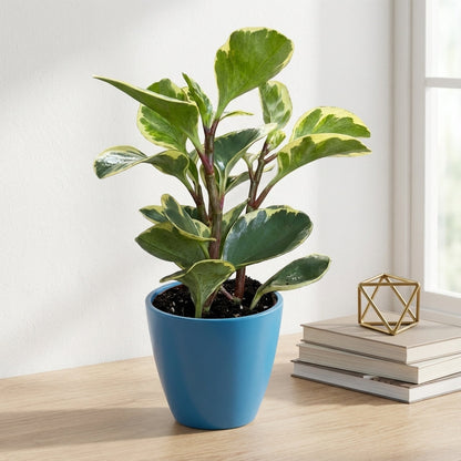 פפרומיה מגניפולה עציץ 12