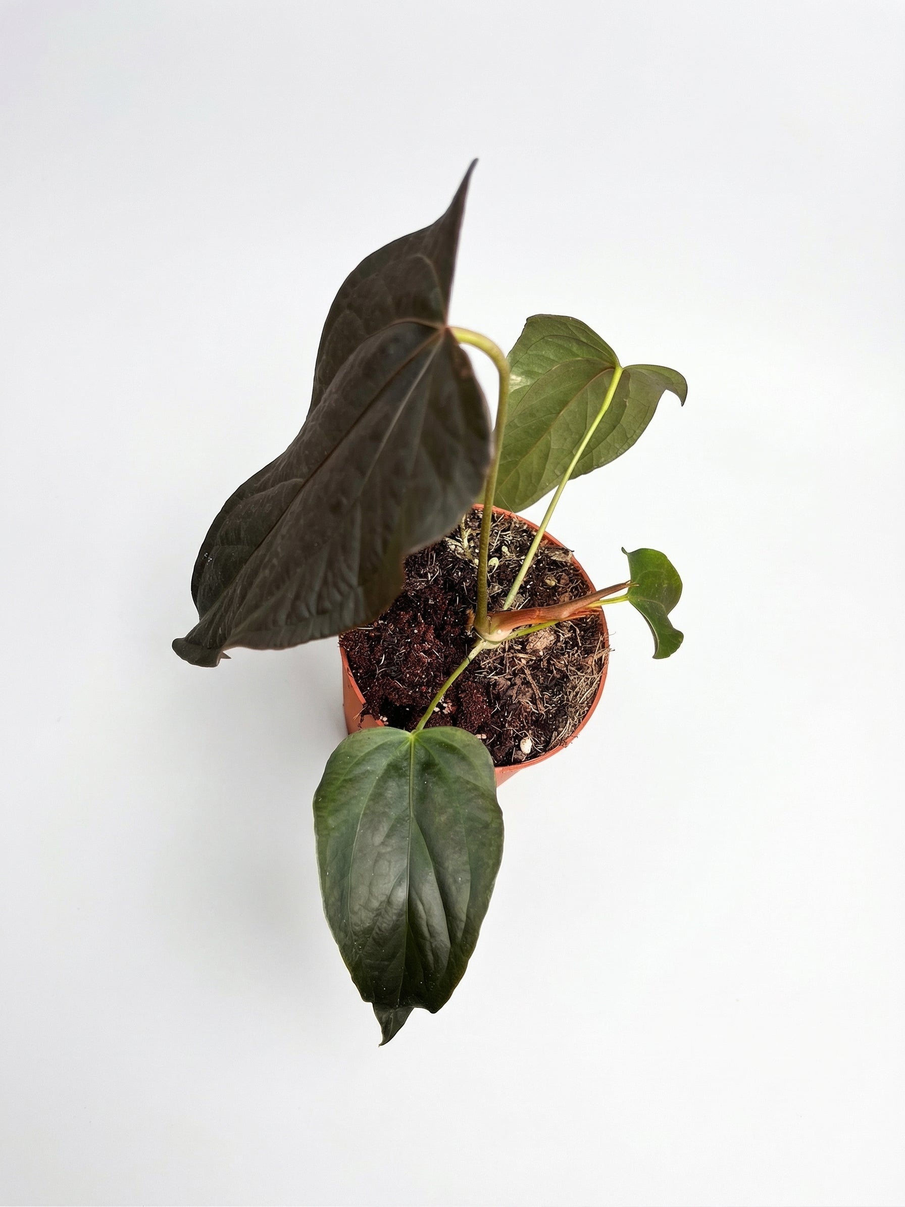 אנטוריום קווין אוף הארטס | בינוני-3-nan.png.png